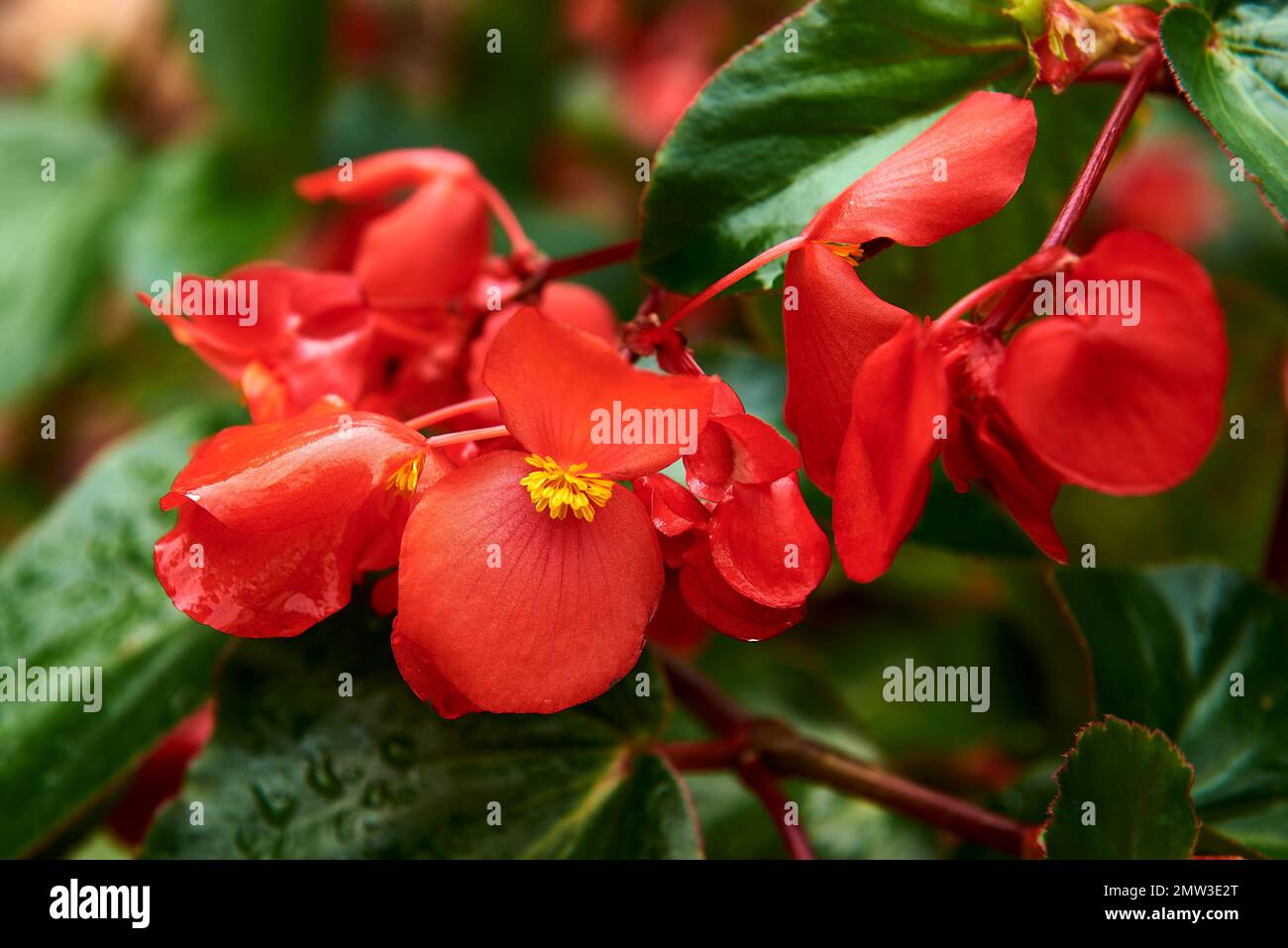 Begonia-Blumengruppe an einem Regentag. Makrofotografie, unscharfer Hintergrund, Regentropfen, rot und gelb. Begonia evansiana Andrews Stockfoto