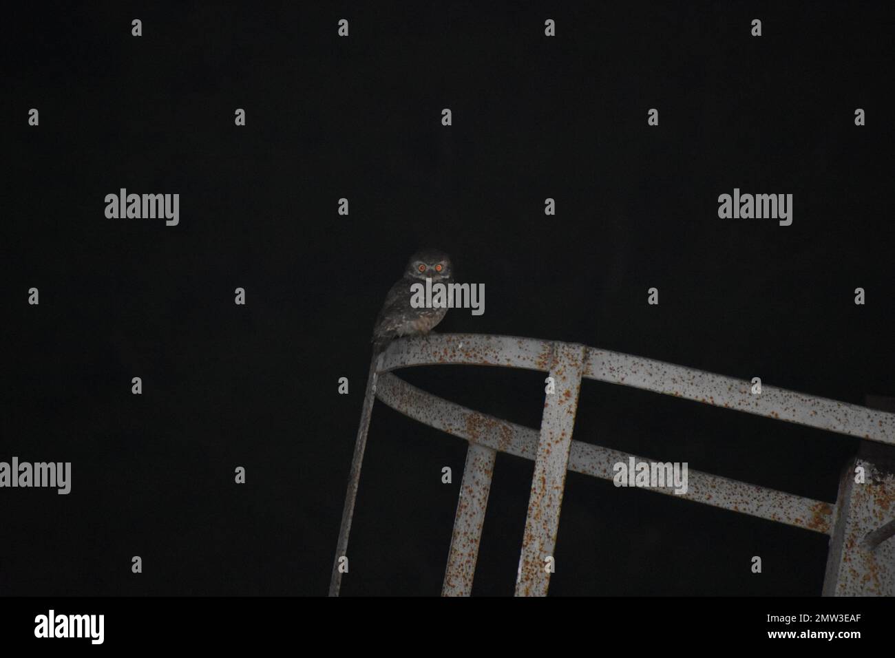 Eine Eule, die nachts sitzt. Stockfoto