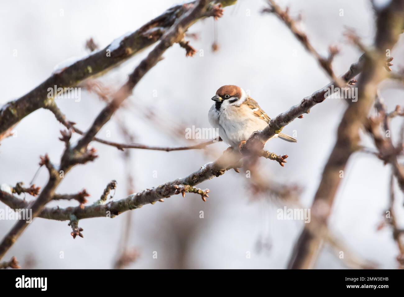 Der eurasische Baumspatz (Passer montanus) im Winter Stockfoto