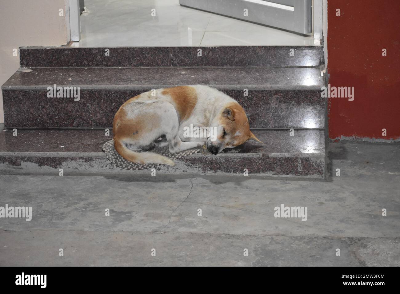 Ein Hund, der auf der Treppe sitzt. Stockfoto
