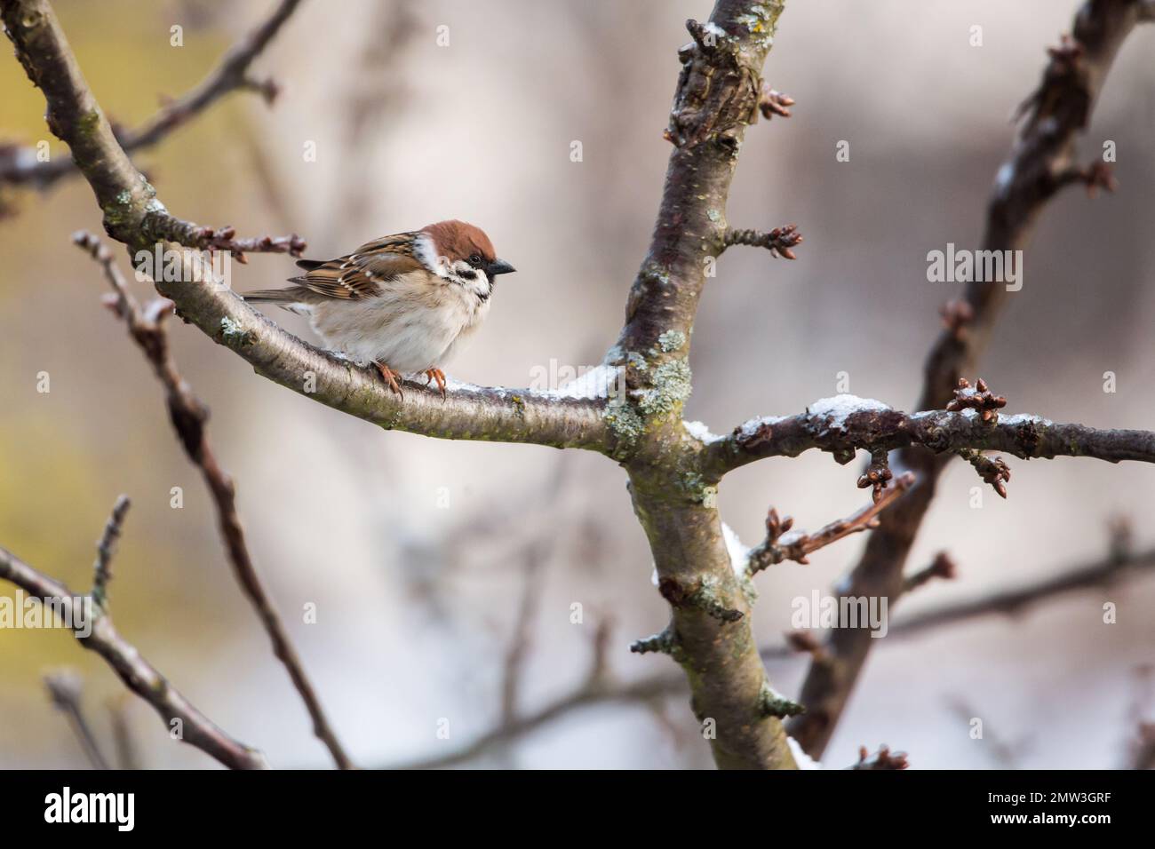 Der eurasische Baumspatz (Passer montanus) im Winter Stockfoto