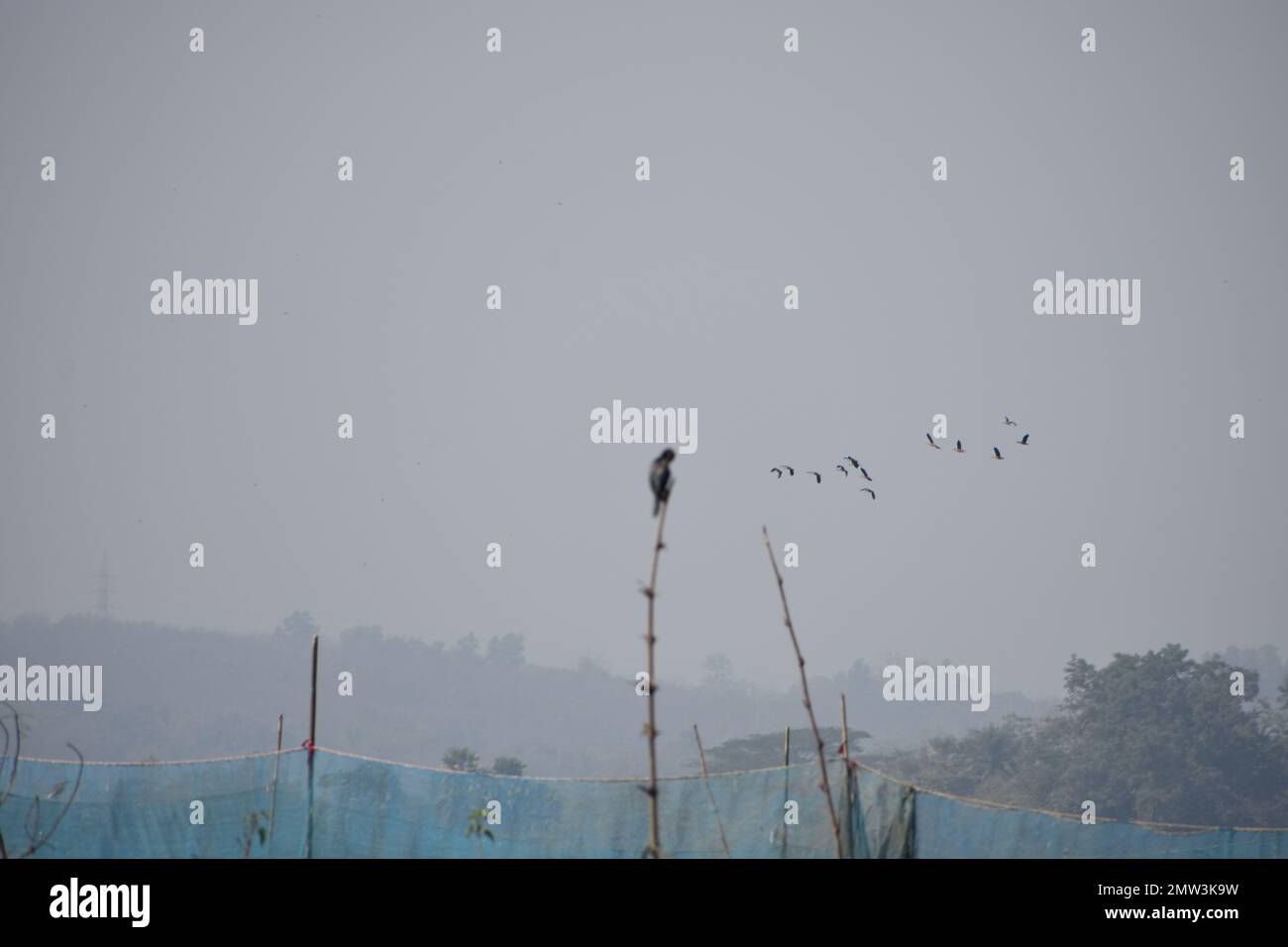 Ein Vogel, der nach Beute sucht Stockfoto