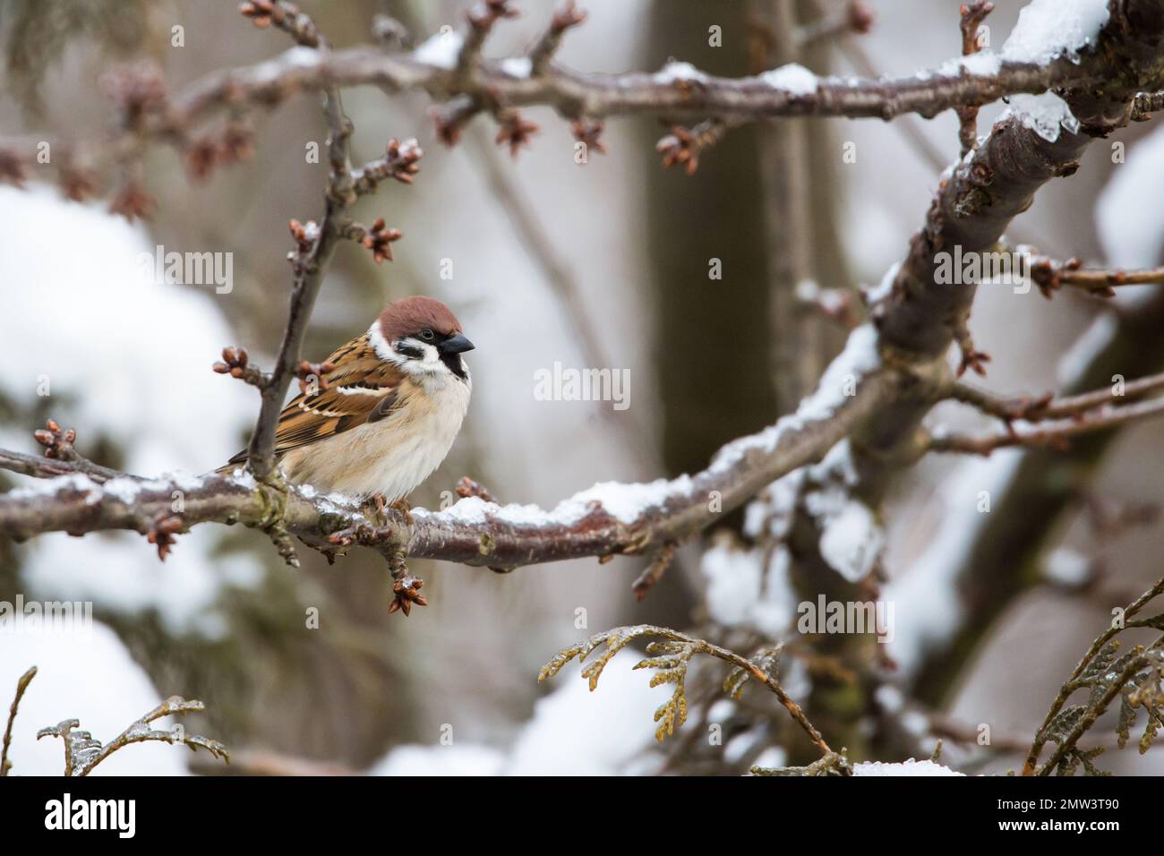 Der eurasische Baumspatz (Passer montanus) im Winter Stockfoto