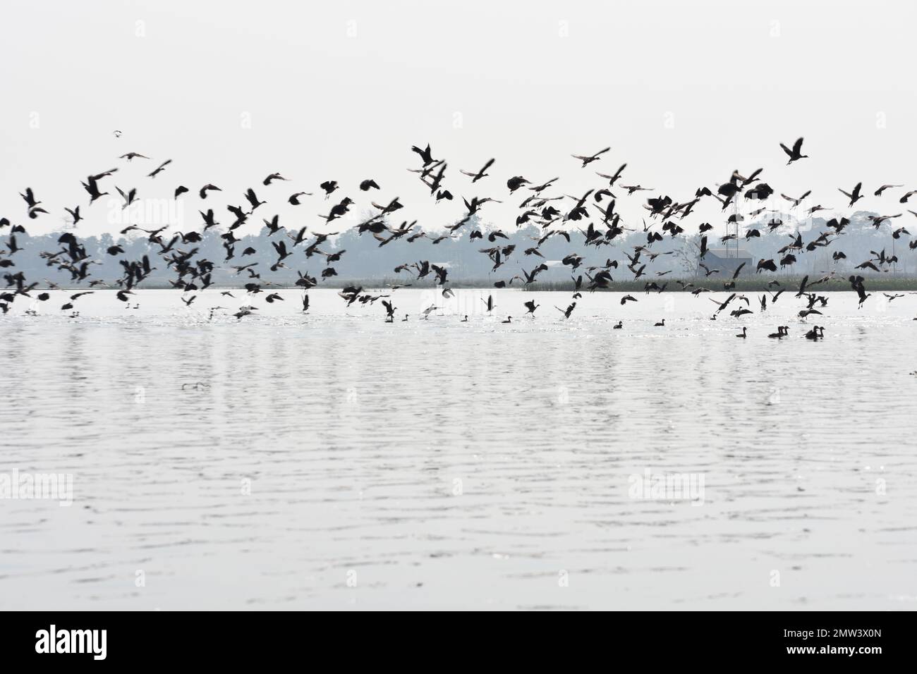 Indische Kormorangruppen fliegen über einen See in Tripura, Indien . Stockfoto