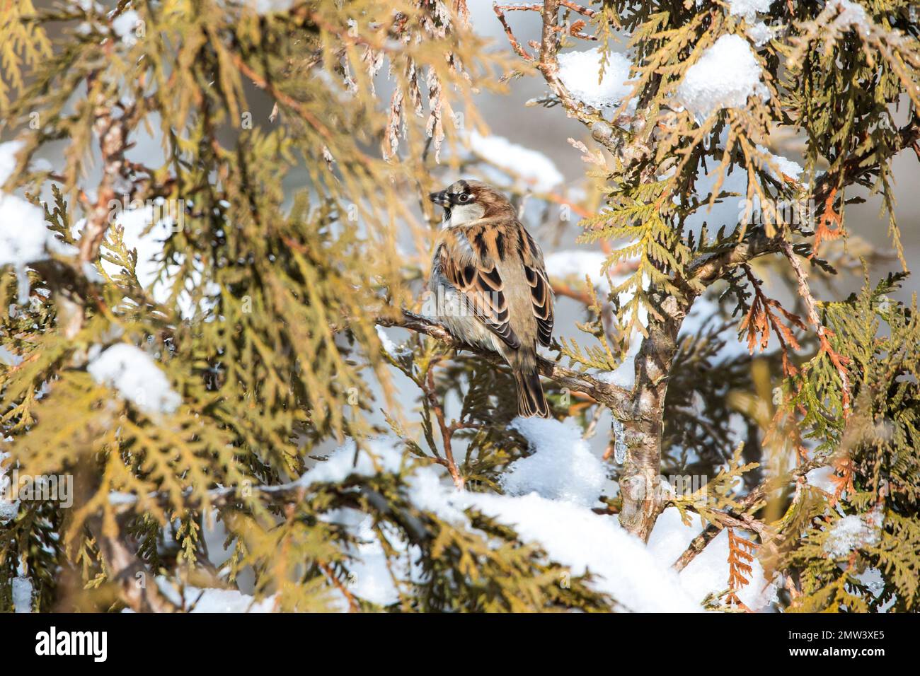 Männlicher Hausspatz (Passer domesticus) im Winter Stockfoto