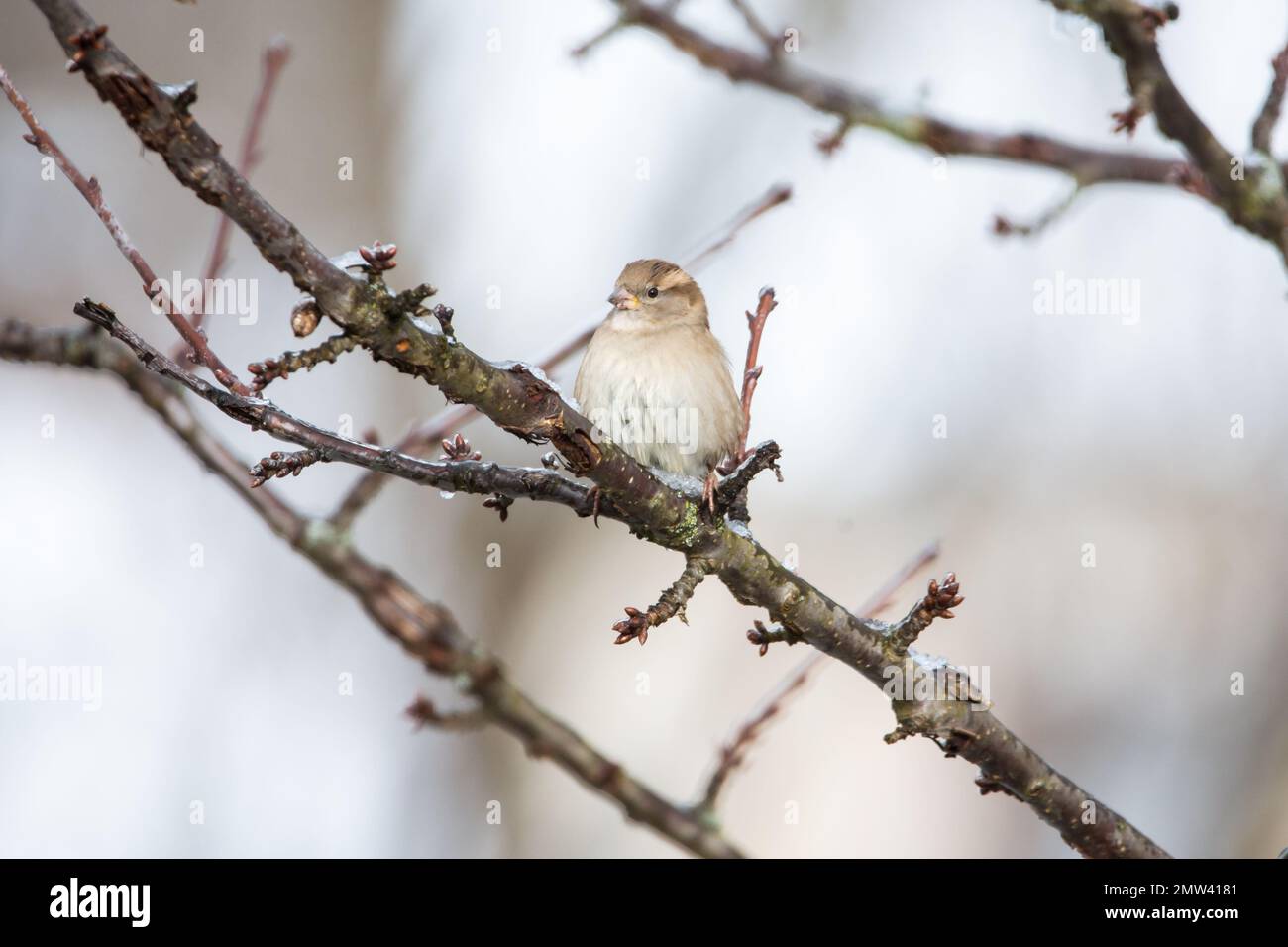 Weiblicher Hausspatz (Passer domesticus) im Winter Stockfoto