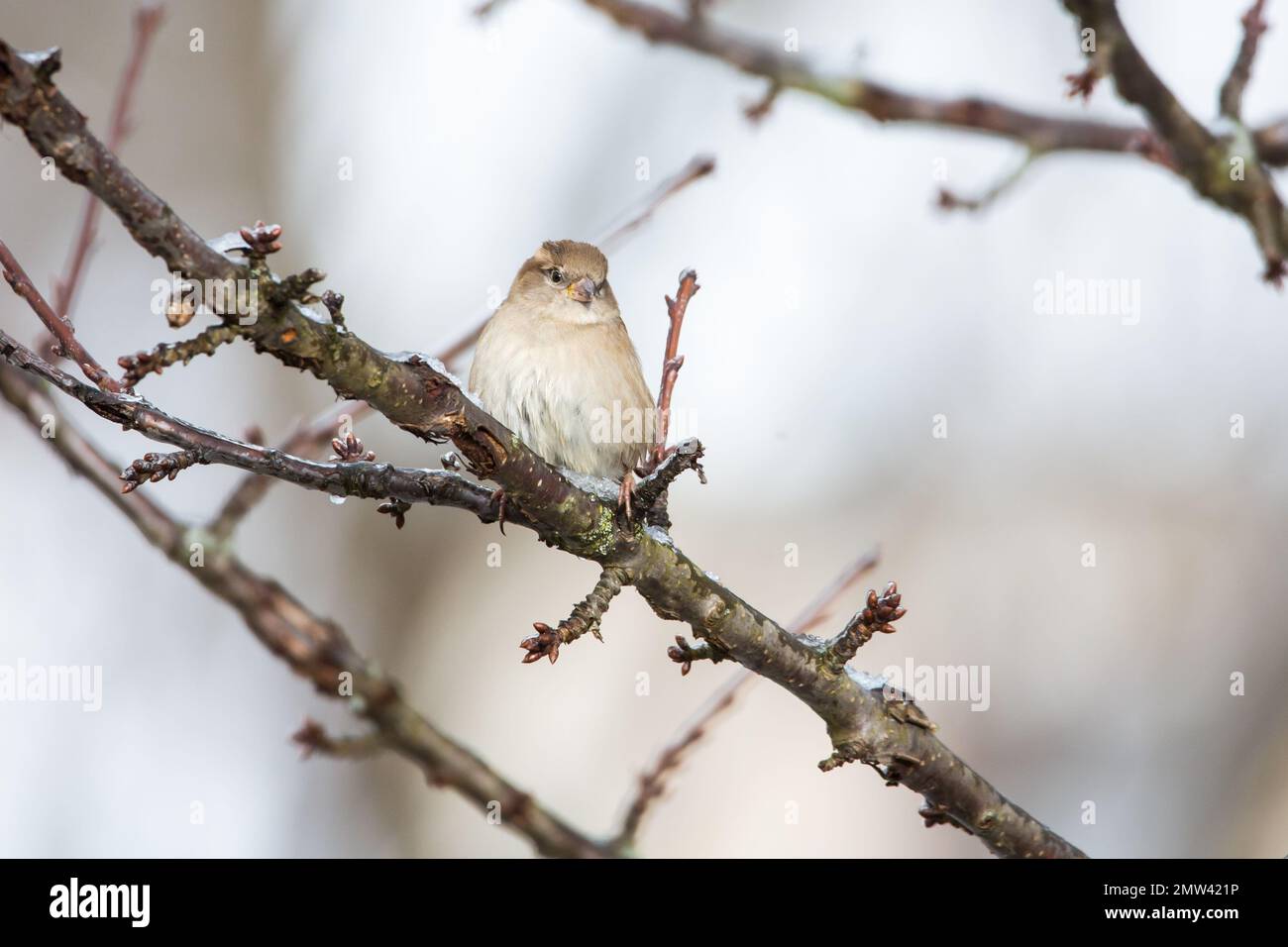 Weiblicher Hausspatz (Passer domesticus) im Winter Stockfoto