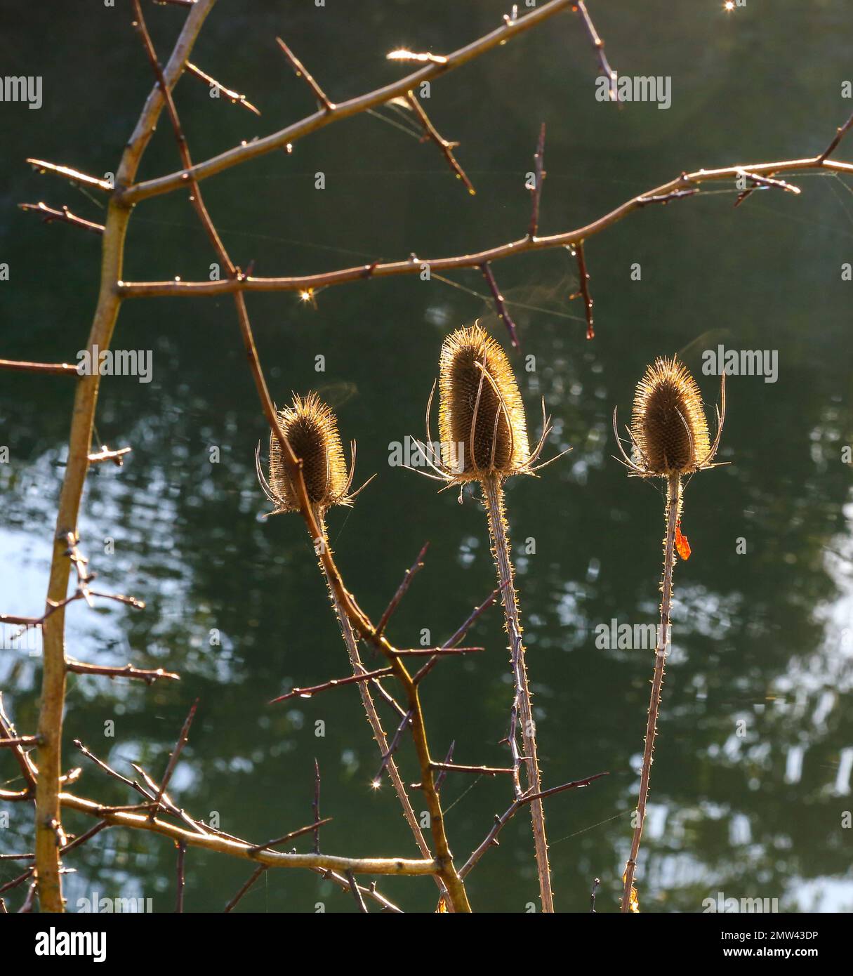 Nahaufnahme der stacheligen Samenköpfe von Winterdistelpflanzen, Dipsacus, im Winter Stockfoto