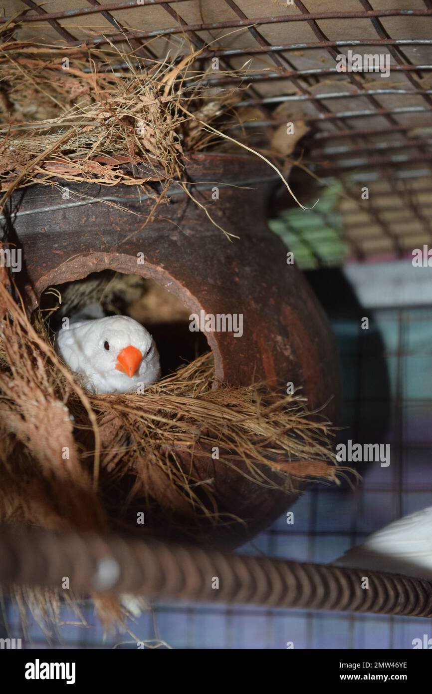 Weiße Finken nisten und schlüpfen Eierbild Stockfoto