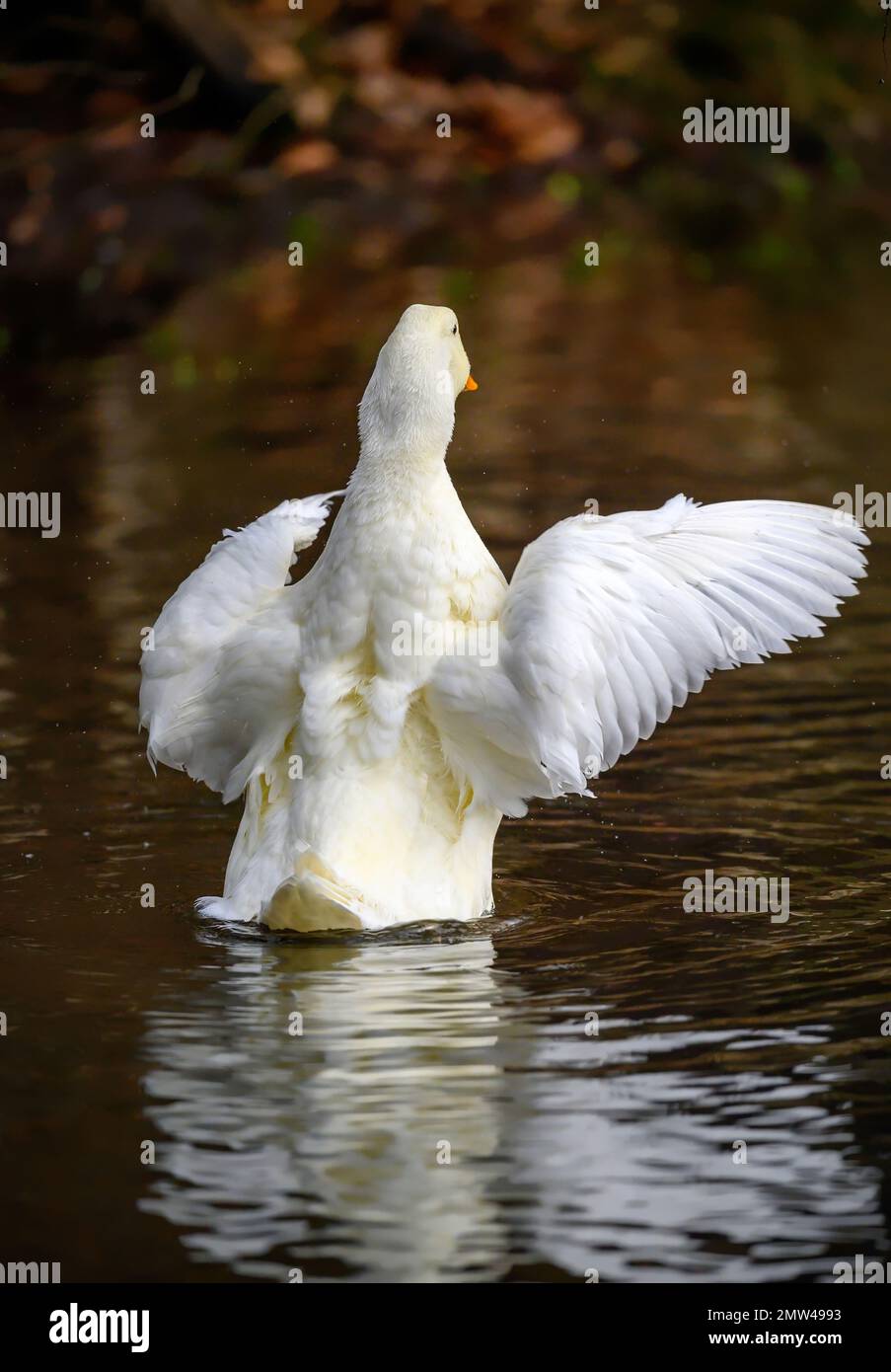 Eine weiße Ente flattert mit den Flügeln nach außen. Eine Ente auf einem der Keston-Teiche in Keston, Kent, Großbritannien. Stockfoto