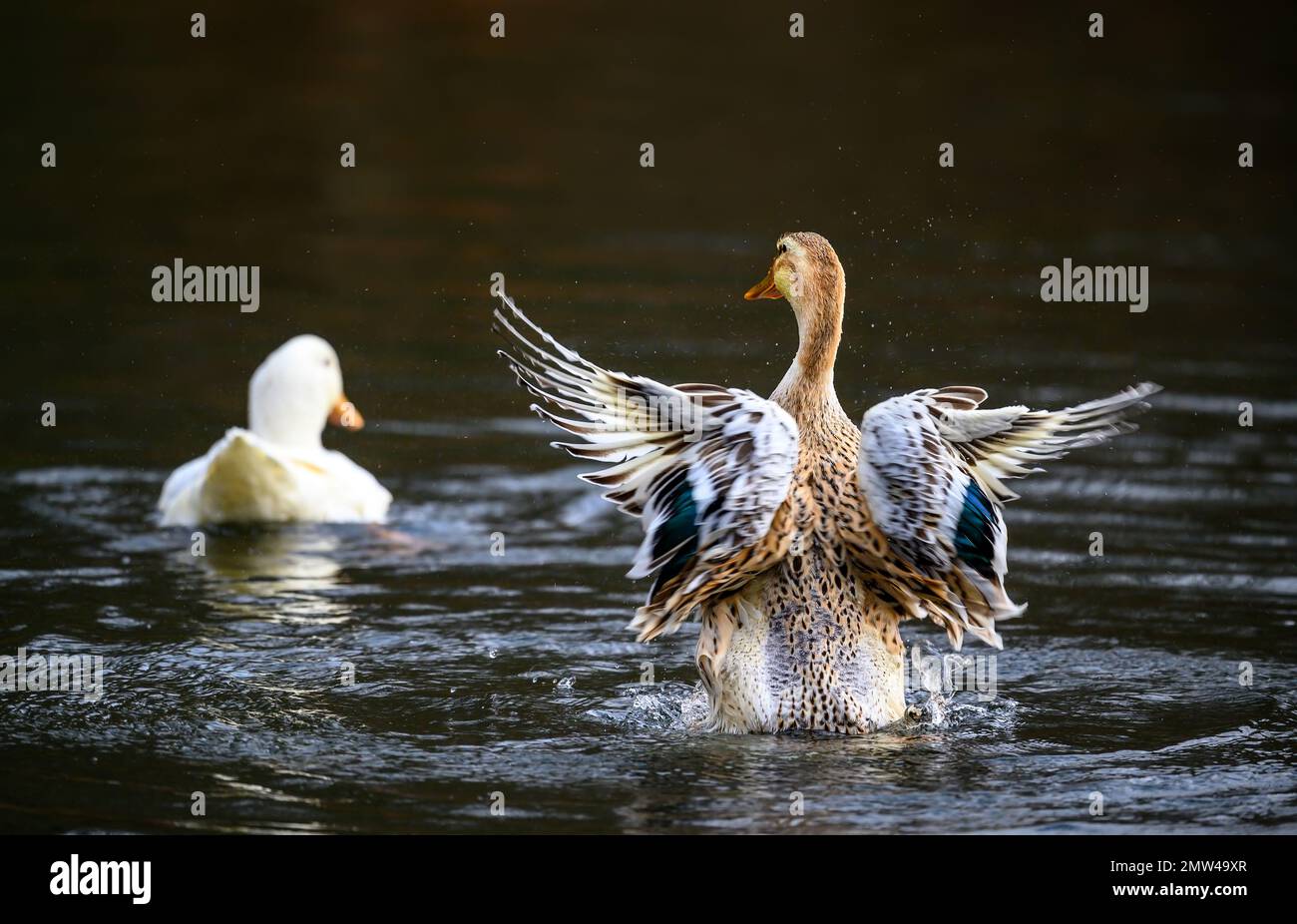 Eine braune Ente flattert mit ihren Flügeln und eine weiße Ente schwimmt davon. Enten auf einem der Keston-Teiche in Keston, Kent, Großbritannien. Stockfoto