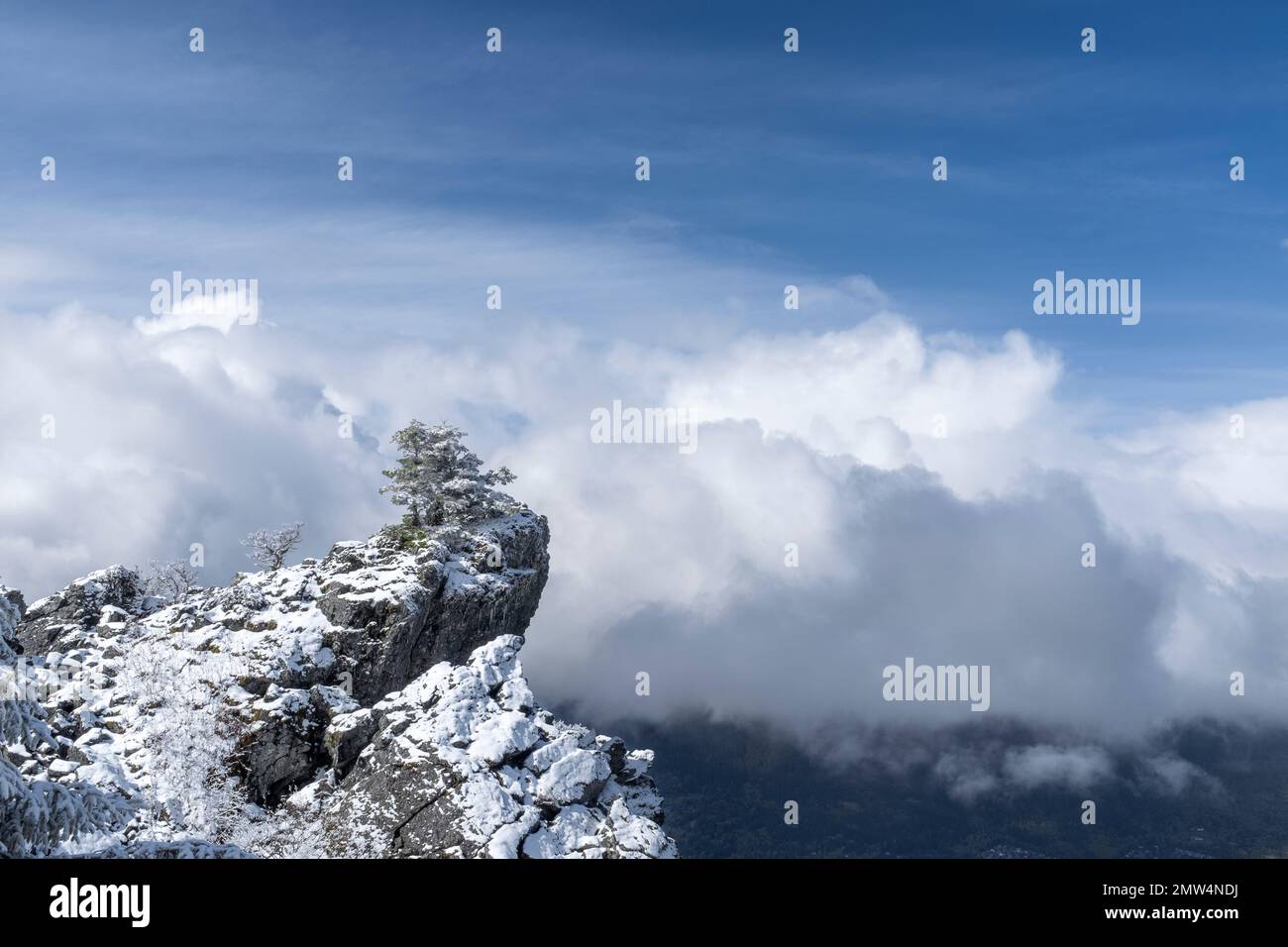 WA20805-00....WASHINGTON - verschneite Bäume auf dem Gipfel des Mount Si. Stockfoto