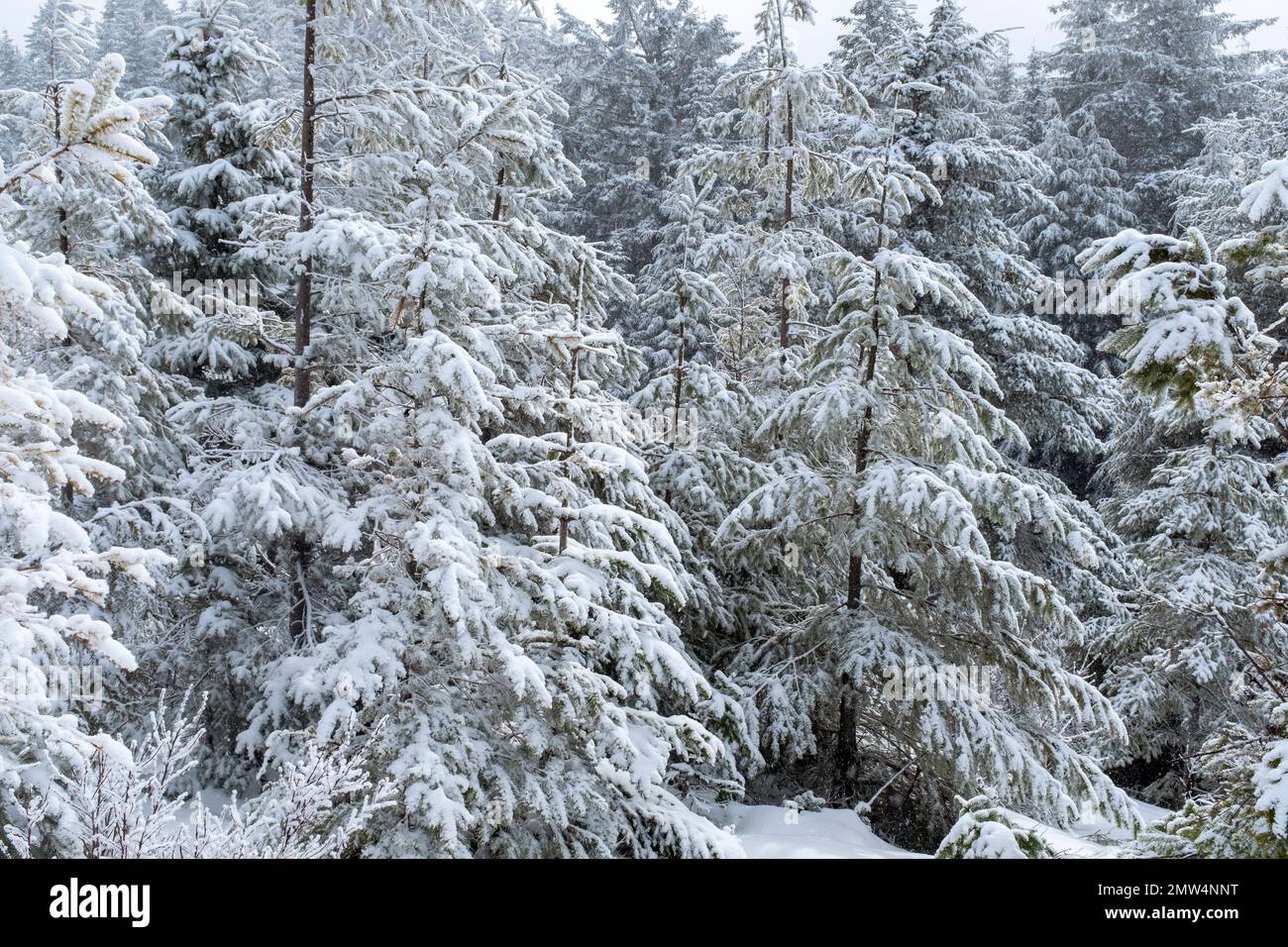 WA20807-00....WASHINGTON - verschneite Bäume auf dem Gipfel des Mount Si. Stockfoto