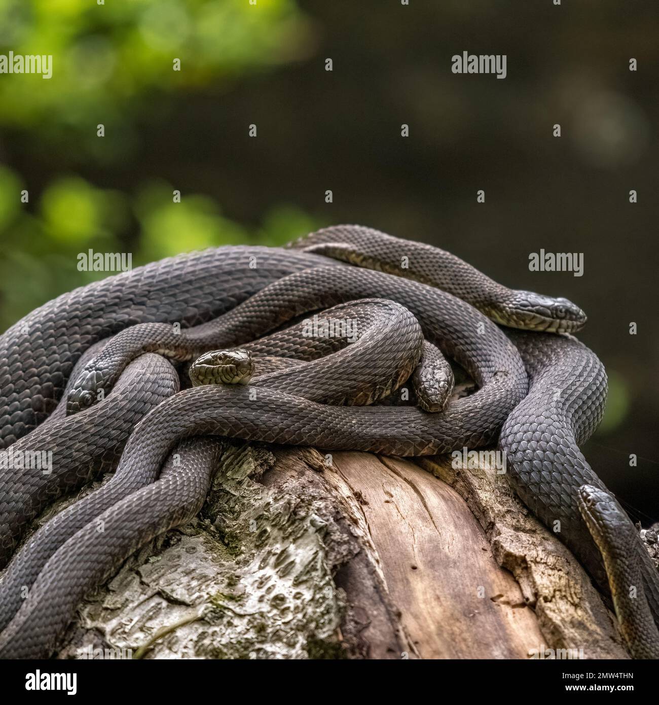 Eine Nahaufnahme eines sich windenden Schlangennests mit Wasserschlangen vor einem verschwommenen Hintergrund Stockfoto