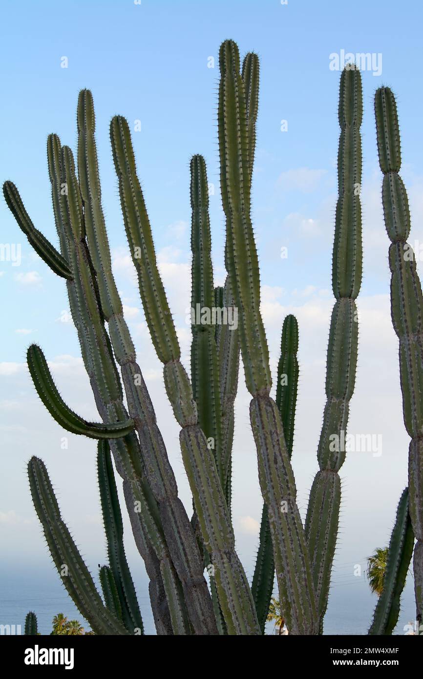 Stenocereus pruinosus mit vielen Zweigen am blauen Himmel und Wolken im Hintergrund Stockfoto