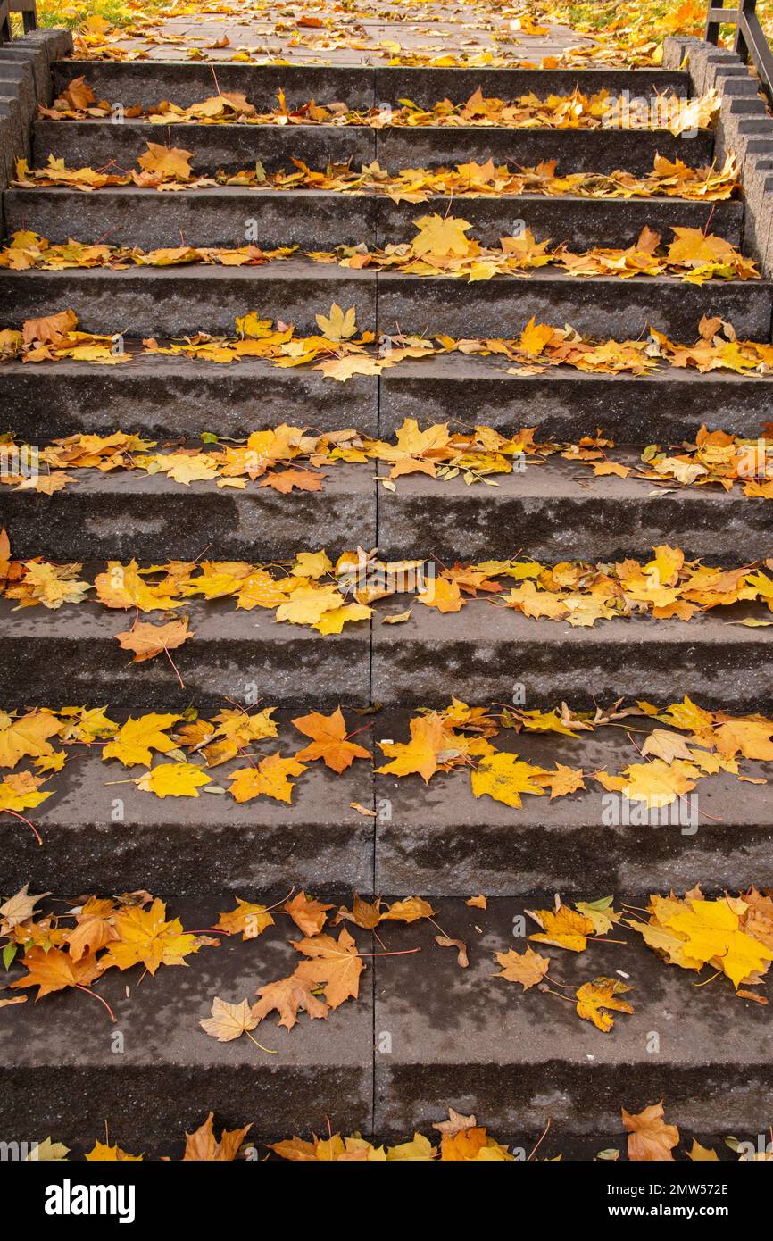 Treppen in einem Herbstpark mit gelben Blättern an klaren Herbsttagen. Stockfoto