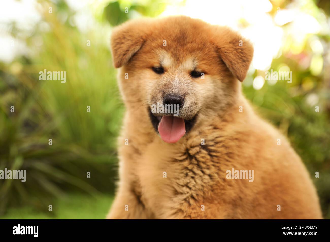 Süßes Akita Inu Hündchen im Freien. Baby-Tier Stockfoto