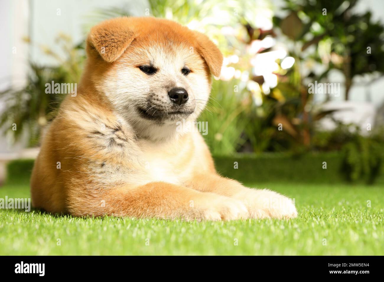 Süßer Akita Inu Welpe auf grünem Gras im Freien. Baby-Tier Stockfoto