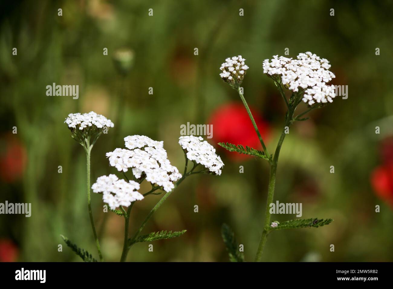 Pflanzen von Feldern und Gärten Stockfoto