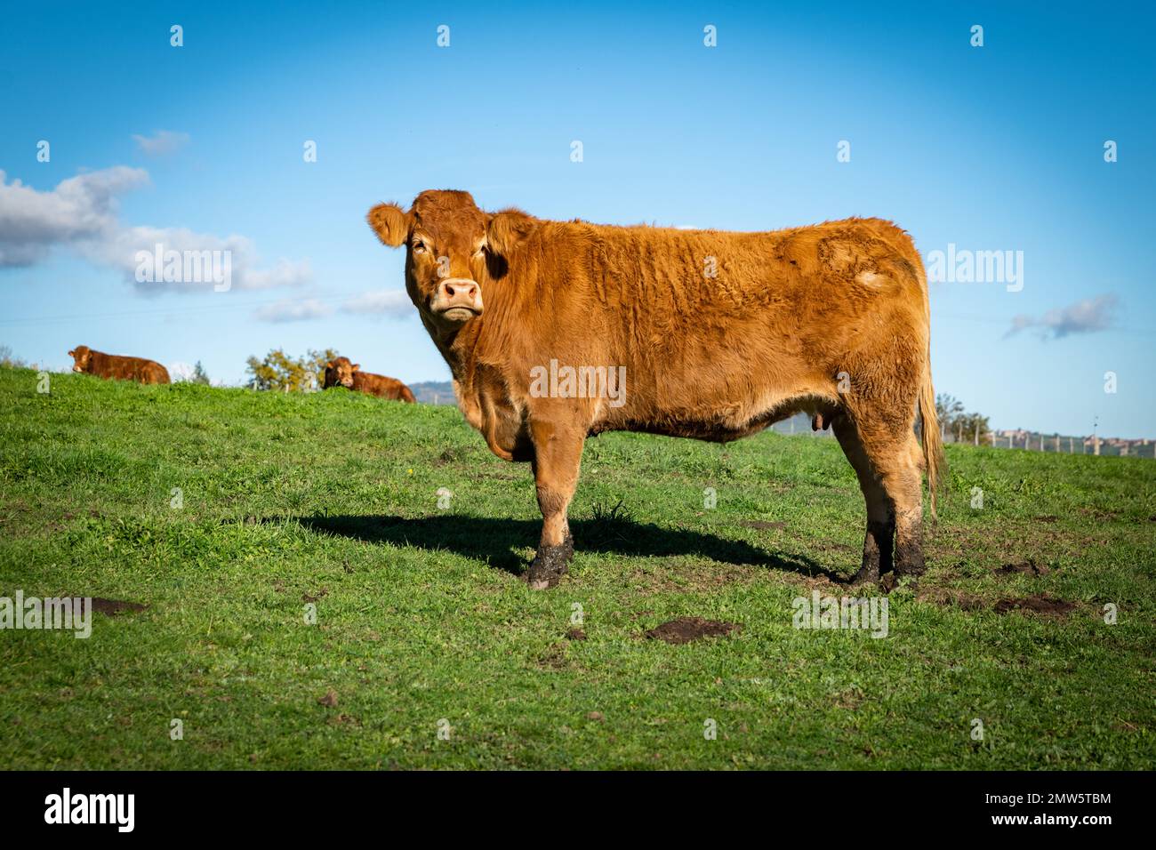 Landwirtschaftssituation mit einer schönen Kuh auf dem Lande Stockfoto