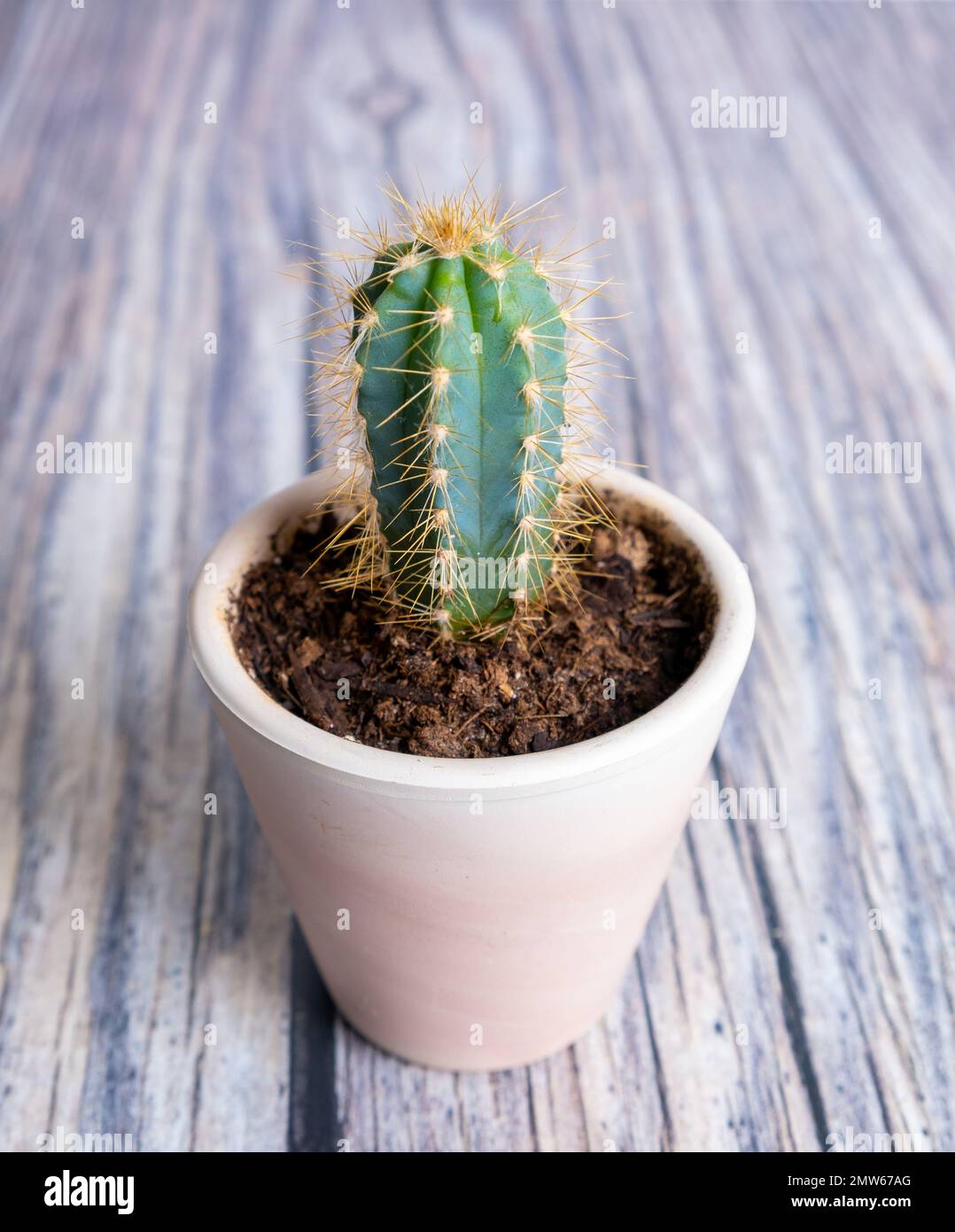 Eine vertikale Nahaufnahme eines Kaktus in einem Topf auf einem Holztisch. Pilosocereus pachycladus. Stockfoto