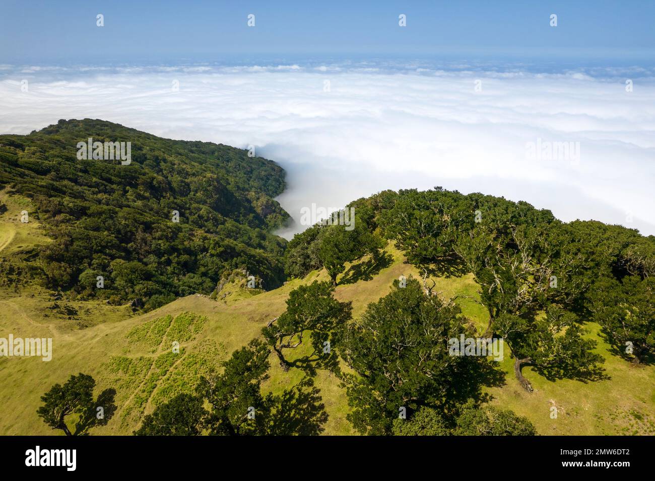 Thefanalwald, Insel Madeira, Portugal. Ariealfotografie Stockfoto