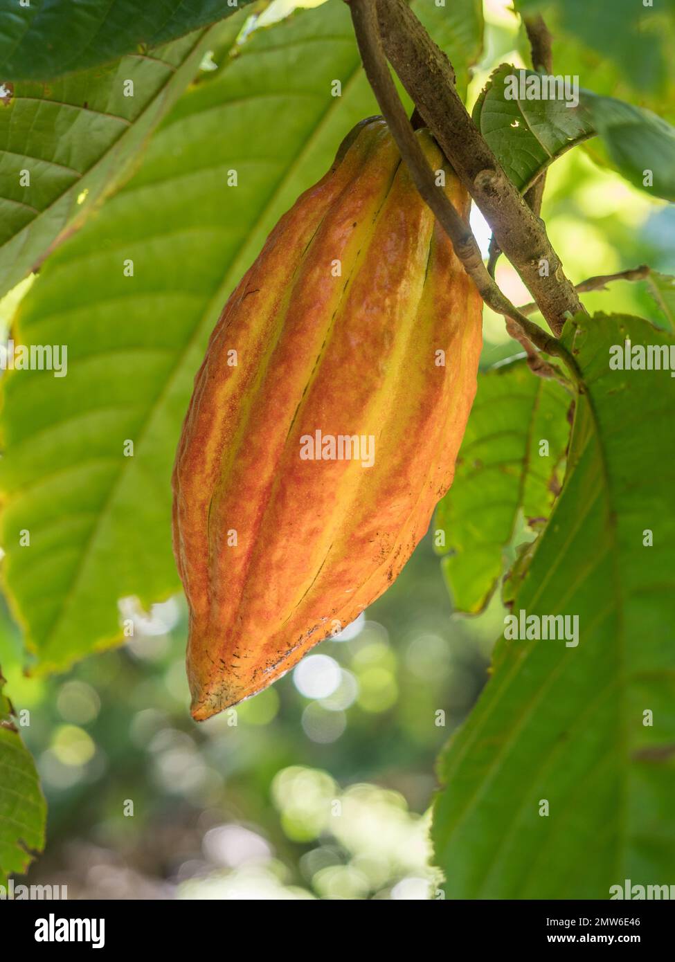 Nahaufnahme einer einzelnen Kakao-Kapsel auf einem Ast im Baum mit Hintergrundbeleuchtung auf der Schokoladenplantage des St. Lucia Hotel Chocolat Rabot Estate Stockfoto