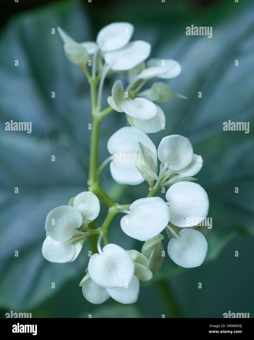 Ein Blick aus der Nähe auf den weißen Begonia Babyflügel mit grünem Blatt im Vollformat Hintergrund im St. Lucia Diamond Botanical Gardens Stockfoto