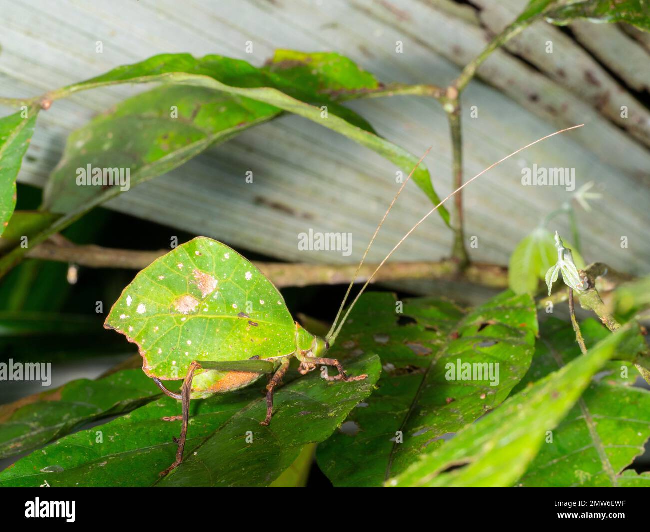 Grünblatt imitiert Katydid (Typhophyllum sp.) Im Regenwald, in der Provinz Orellana, Ecuador Stockfoto