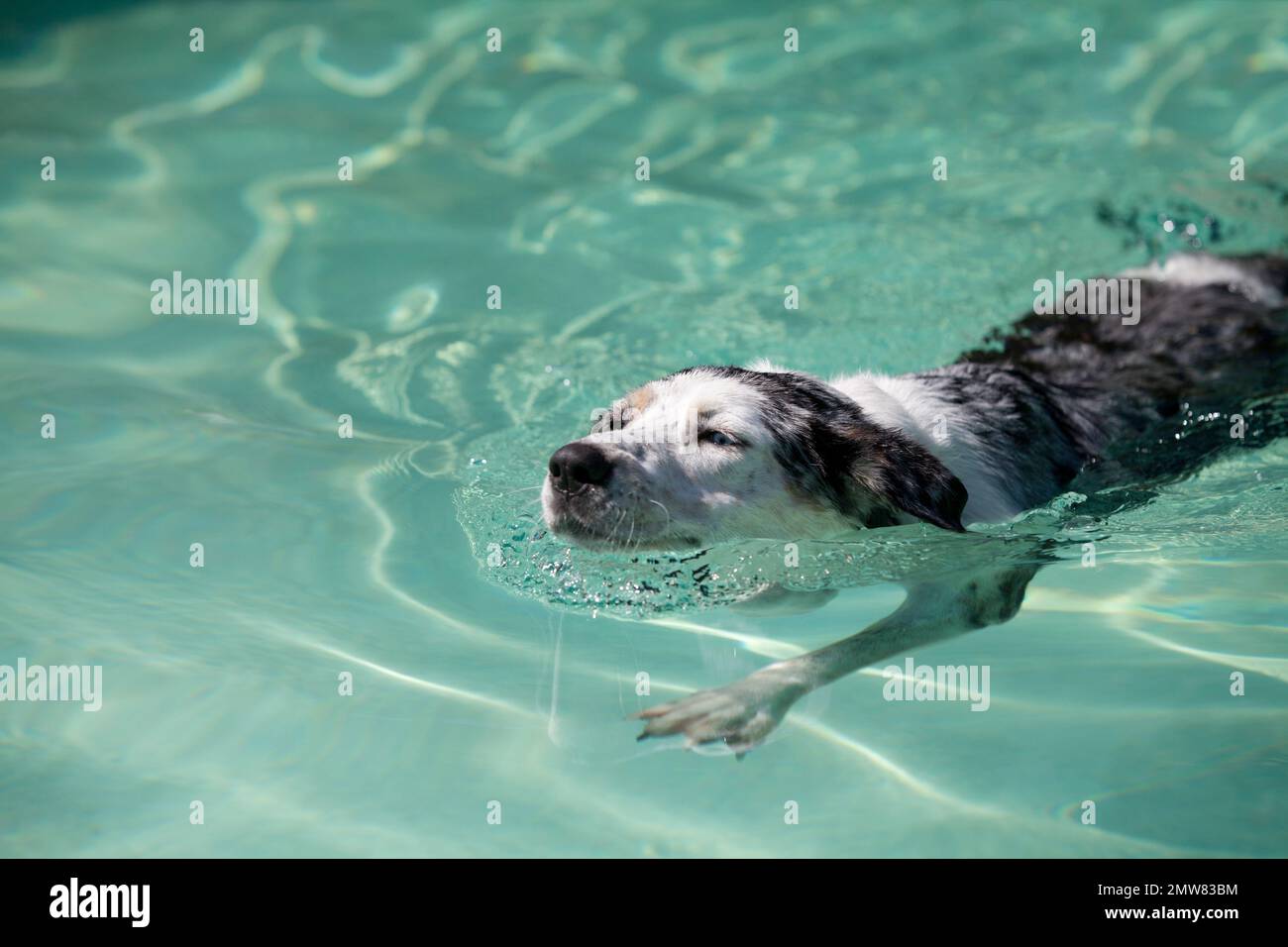 Catahoula Leopard Dog, schwimmt im Pool Stockfoto