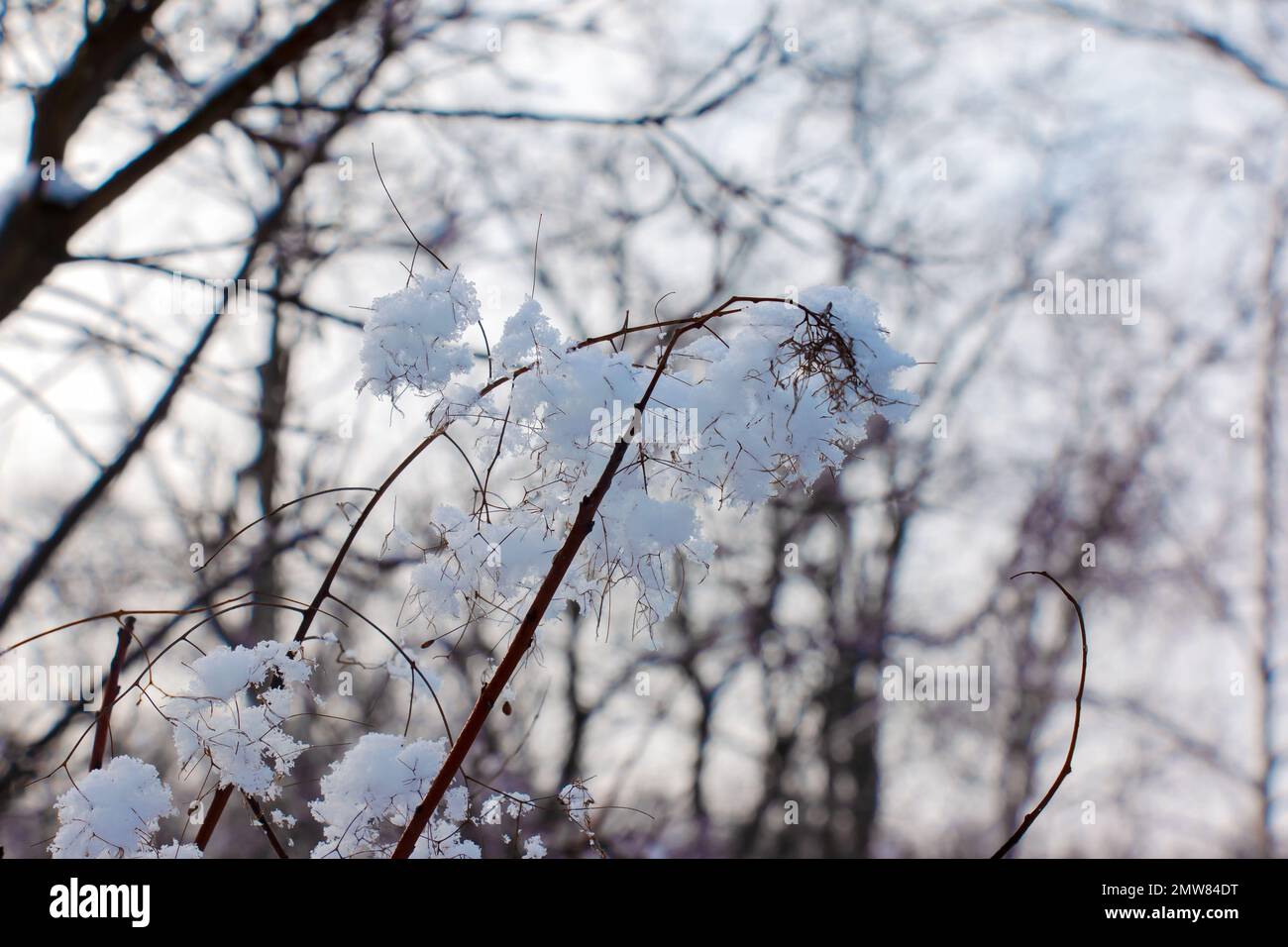 Cotinus coggygria oder Rhus cotinus Junges weibliches Europäisches oder eurasisches Rauchen, rauchiger Baum, rauchiger Strauch im Winter. Das Werk ist mit Schnee bedeckt. Stockfoto