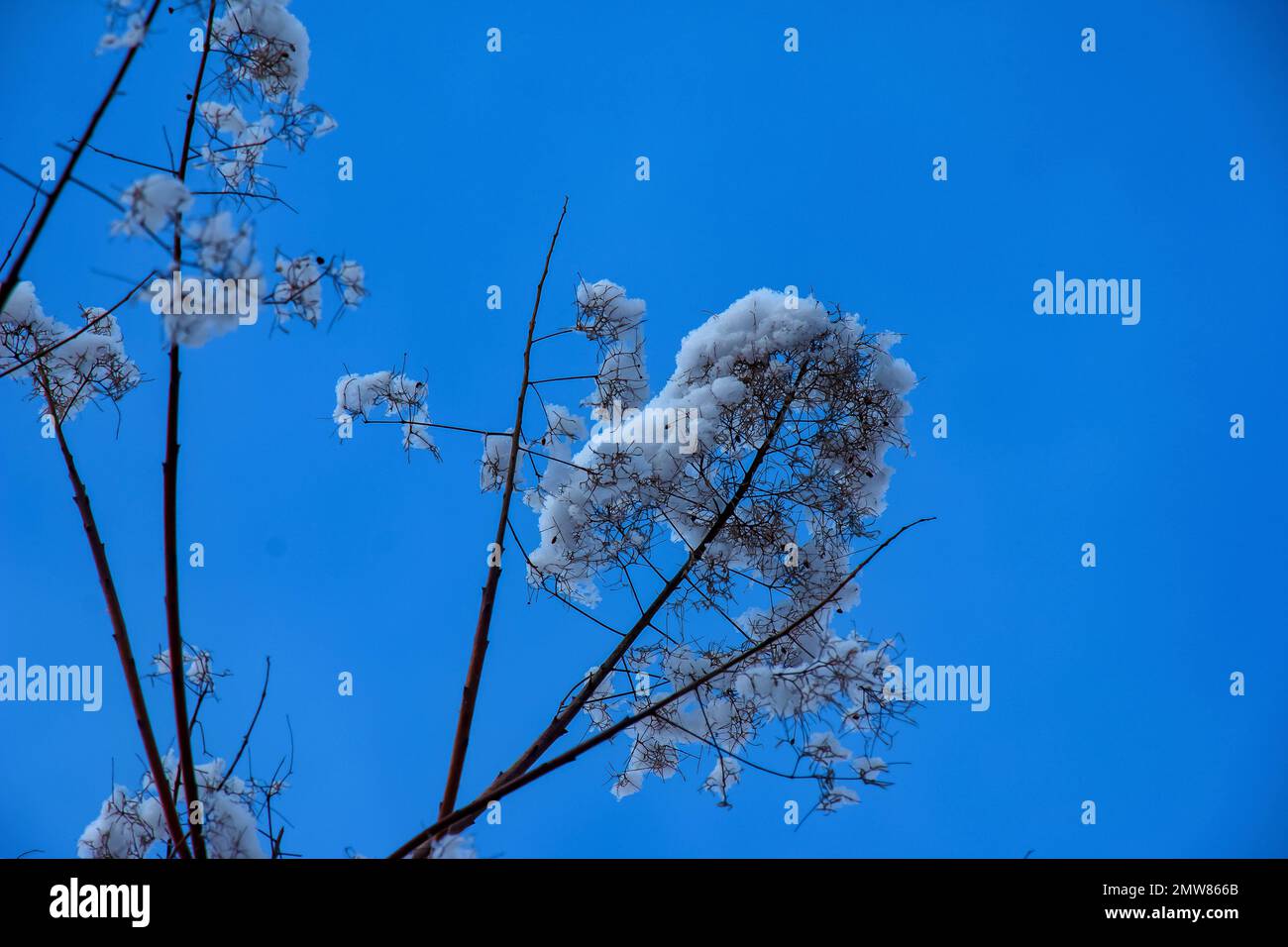 Cotinus coggygria oder Rhus cotinus Junges weibliches Europäisches oder eurasisches Rauchen, rauchiger Baum, rauchiger Strauch im Winter. Das Werk ist mit Schnee bedeckt. Stockfoto