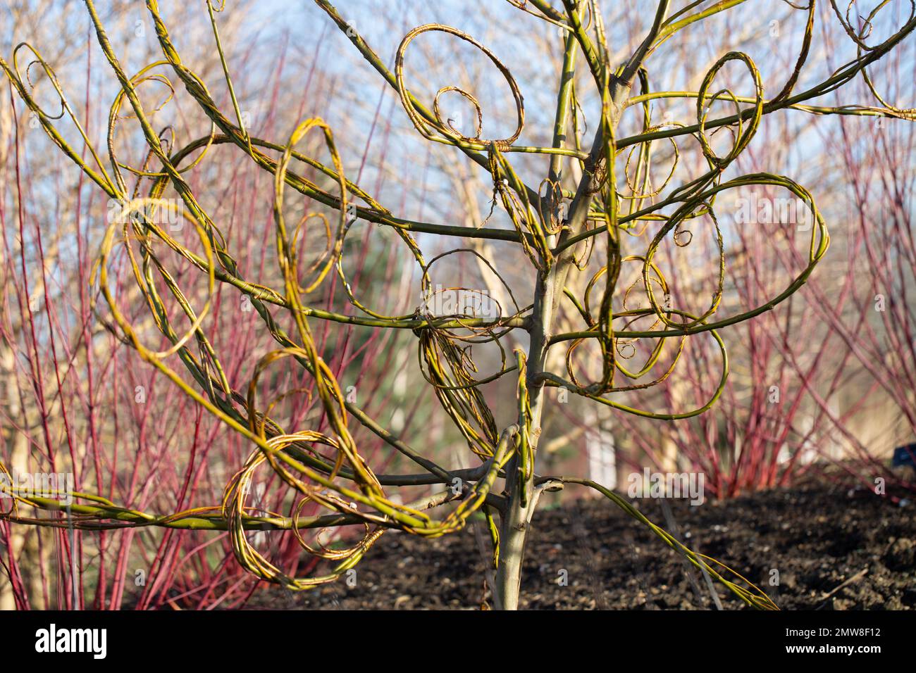 Salix Daphnoides - Willow Sculpture in der RHS Hyde Hall, Essex, Großbritannien. 2022 Stockfoto