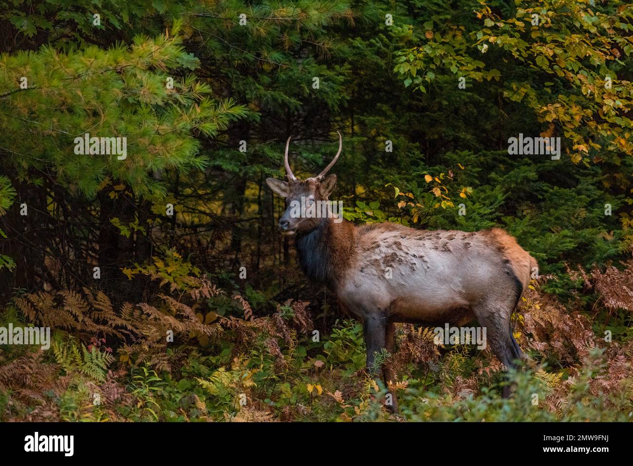Am frühen Morgen in Clam Lake, Wisconsin. Stockfoto