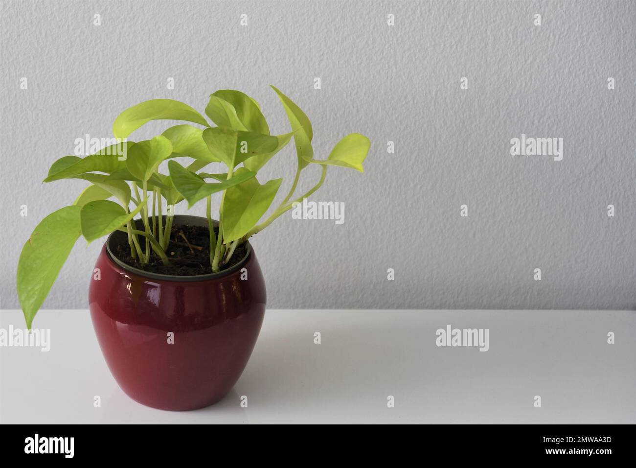 Neon pothos (Epipremnum aureum) Hauspflanze. Hellgrüne Blätter, in einem roten Pflanzentopf, isoliert auf weißem Hintergrund. Querformat. Stockfoto