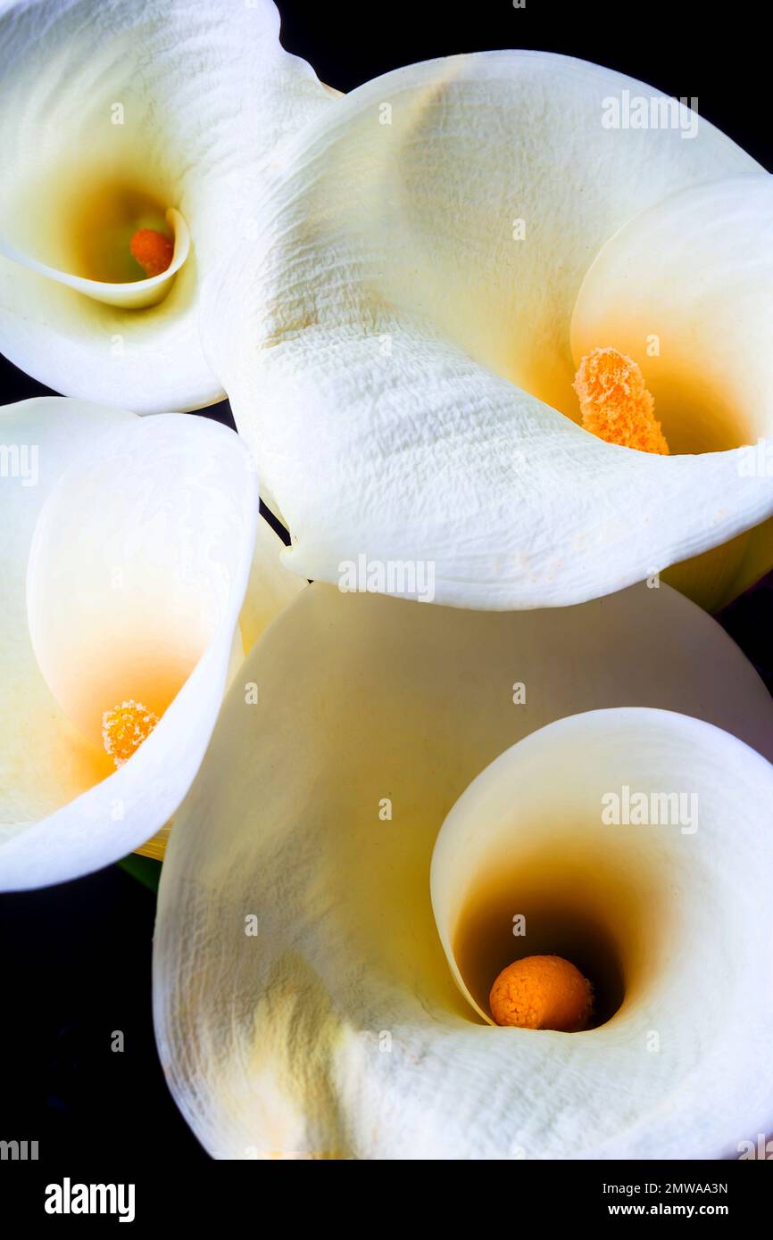 Vier Grafische Calla-Lilien Stockfoto