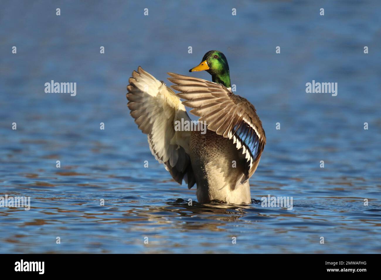 Drake Stockente Anas platyrhynchos flattert im Winter mit seinem Gewinn auf einem blauen See Stockfoto