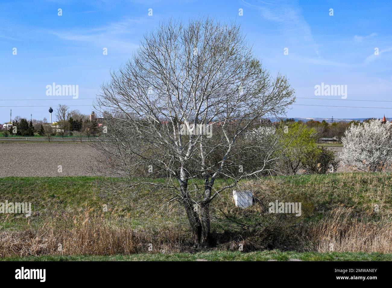 Blattlose weiße Pappel an einem Flussufer im Winter Stockfoto