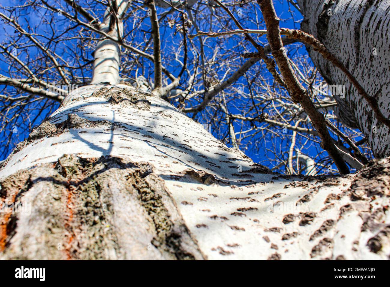 Stamm aus weißer Pappel (Populus alba) mit weißer Rinde Stockfoto