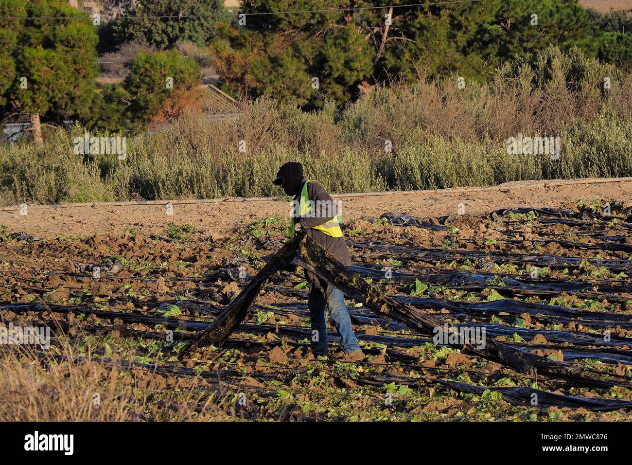 Bauernarbeiter entfernt nach der Ernte schwarze Plastikfolie vom Salatfeld, Andalusien, Spanien Stockfoto