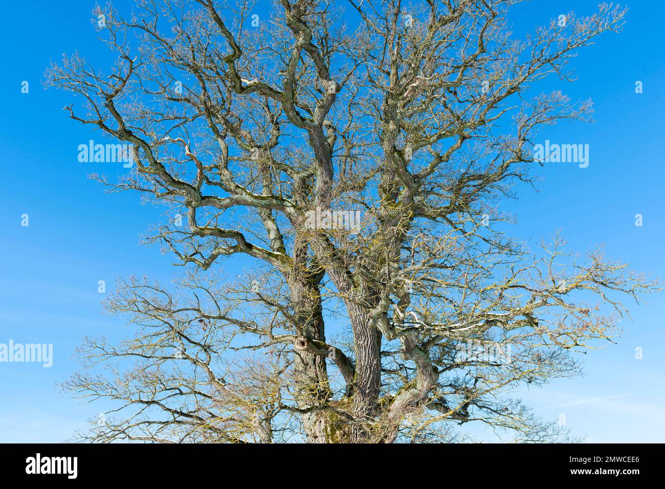 Baumkrone einer alten englischen Eiche (Quercus robur) im Winter, Thüringen, Deutschland Stockfoto