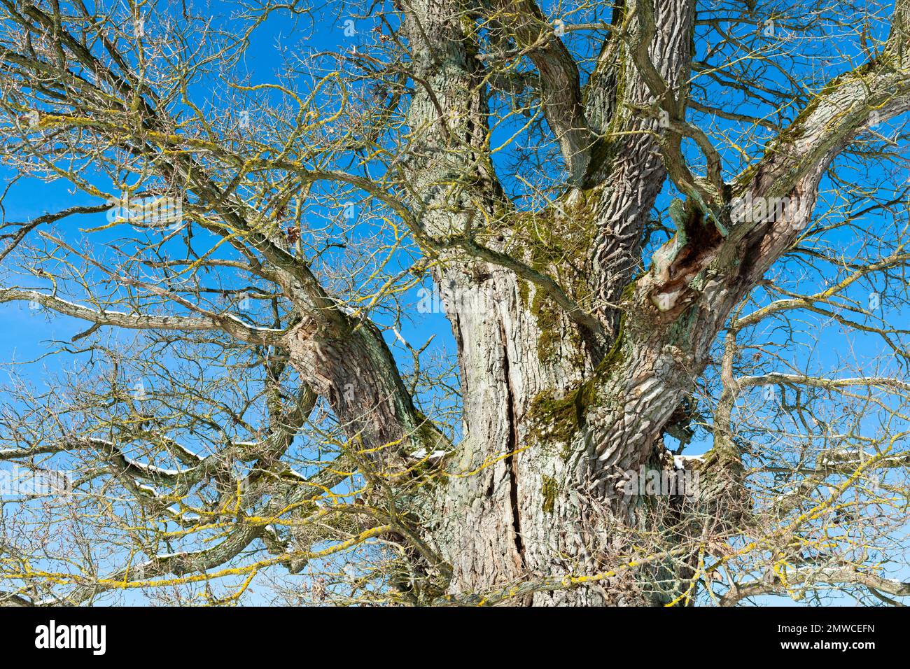 Baumkrone einer alten englischen Eiche (Quercus robur) im Winter, Thüringen, Deutschland Stockfoto