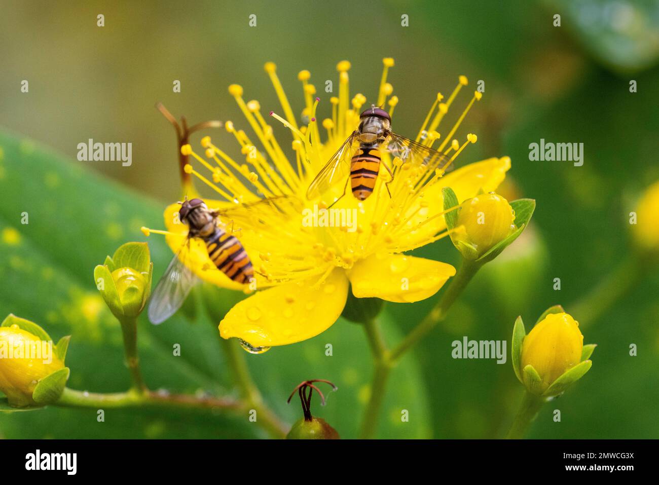 Luftkissenfliegen (Syrphidae), Deutschland Stockfoto