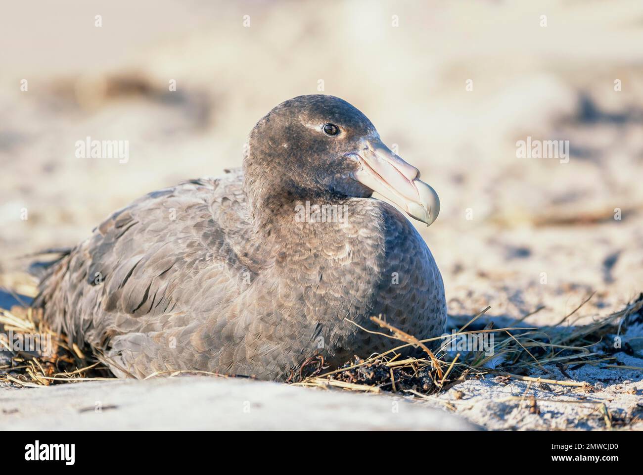 Riesenpetrele (Macronectes giganteus) ruht, Falklandinseln, Südamerika Stockfoto