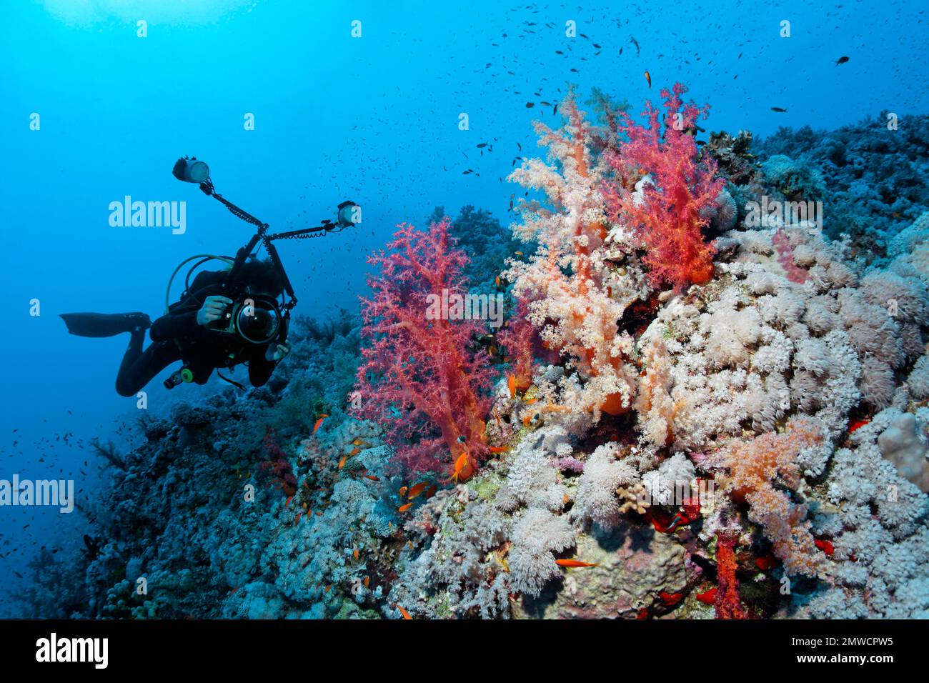 Taucher, Unterwasserfotograf, am South Plateau Elphinstone Reef. Klunzinger klunzinger's soft Coral (Dendronephthya klunzingeri) Red und Xenia Stockfoto