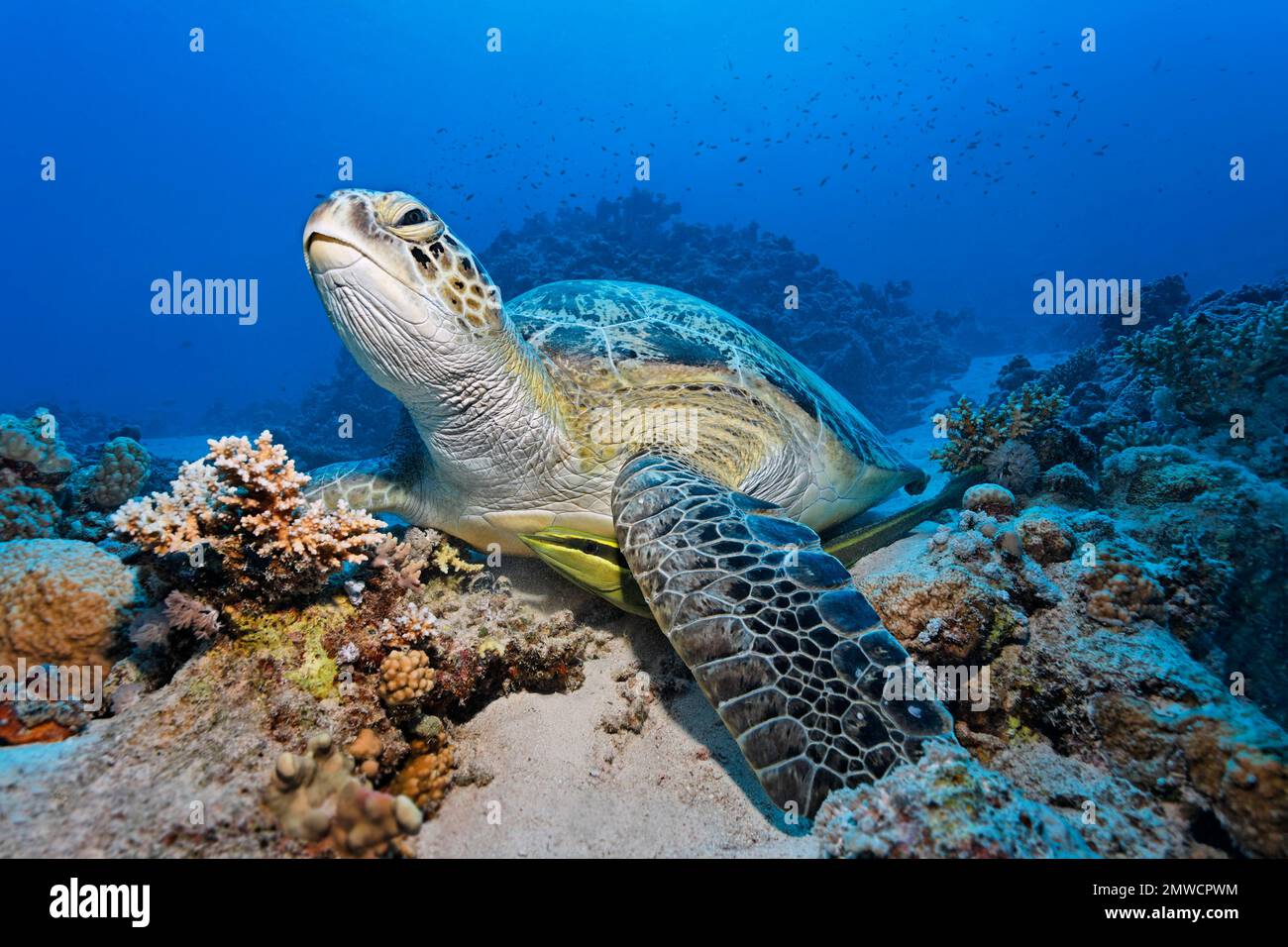 Grüne Schildkröte (Chelonia mydas) im Korallenriff mit Heidelfischen (Echeneis-Naukraten), St. Johns, Rotes Meer, Ägypten Stockfoto