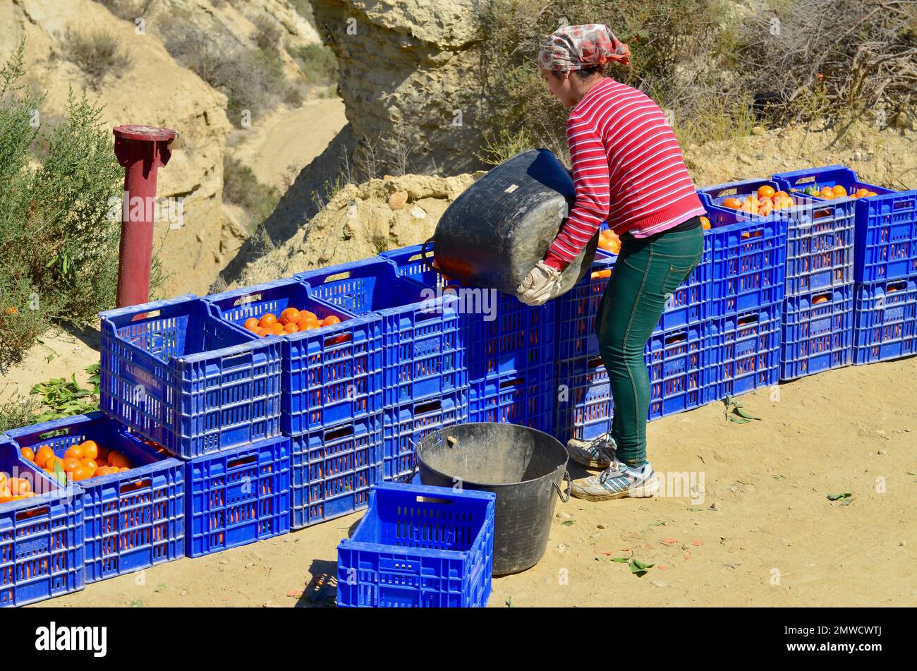 Junger Helfer wirft Orangen während der Orangenernte in blaue Kisten, Grima, Andalusien, Spanien Stockfoto