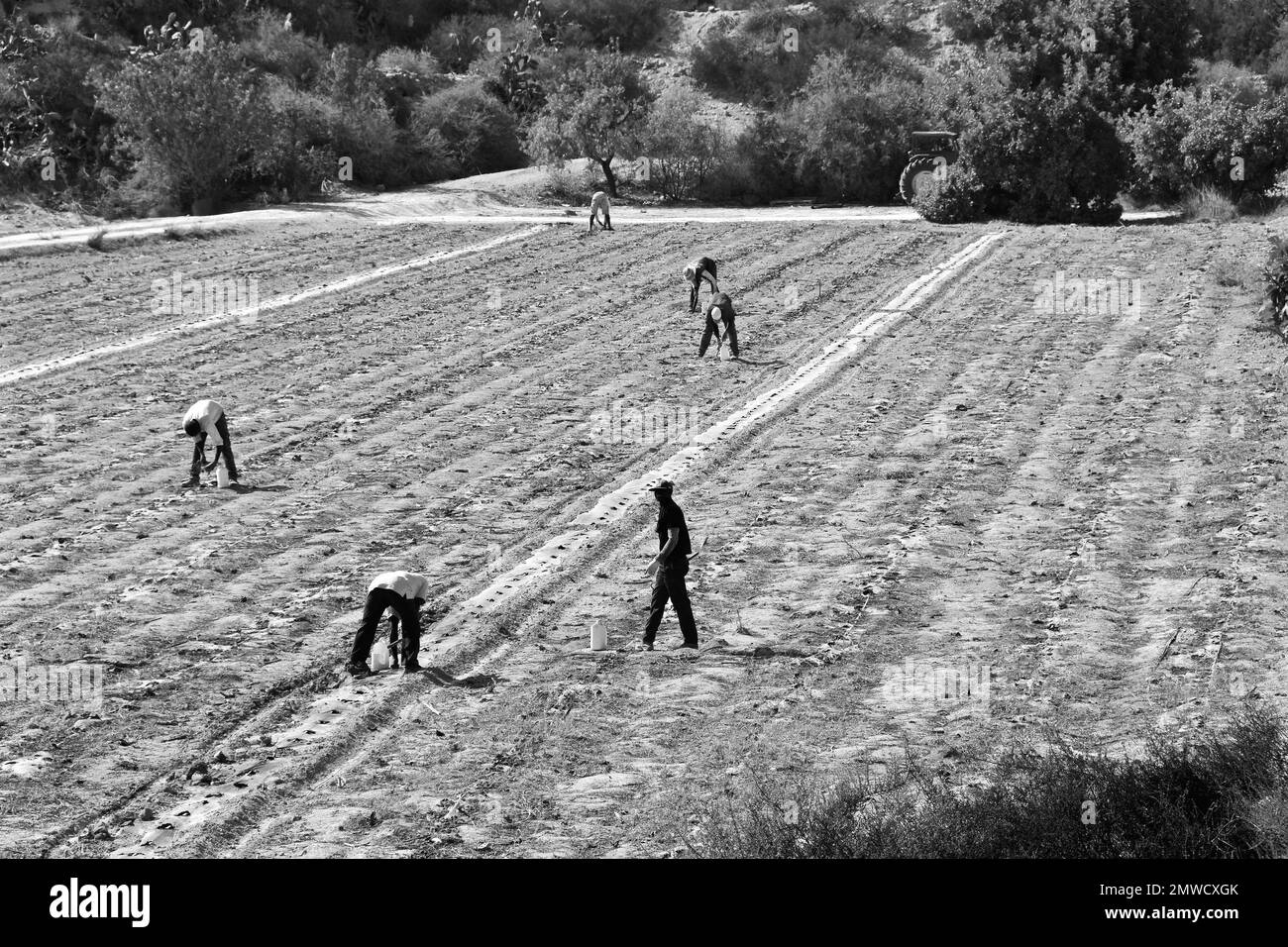 Landarbeiter bereiten das Feld für die Pflanzung vor, Campesinos bei der Arbeit, Andalusien, Spanien Stockfoto