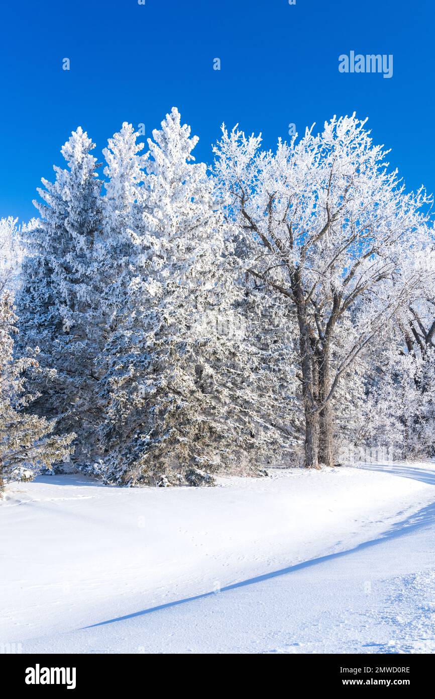 Winterfrost auf den Bäumen in der Nähe von Plum Coulee, Manitoba, Kanada. Stockfoto