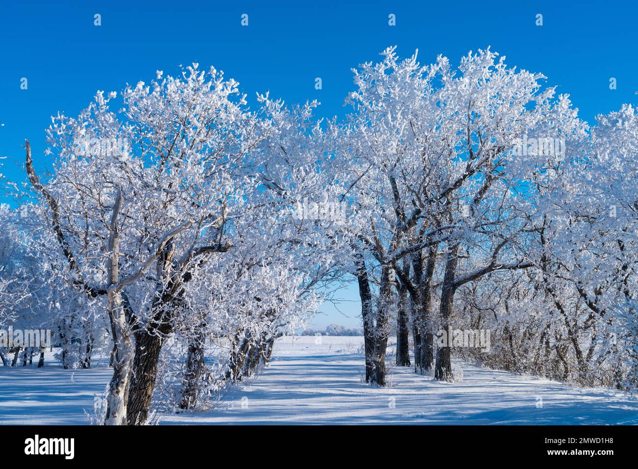 Winterfrost auf den Bäumen in der Nähe von Plum Coulee, Manitoba, Kanada. Stockfoto